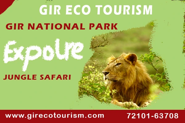 Gir Jungle Safari